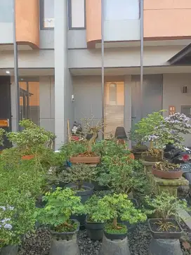 JUAL TANAMAN BONSAI BORONGAN ATAU SATUAN
