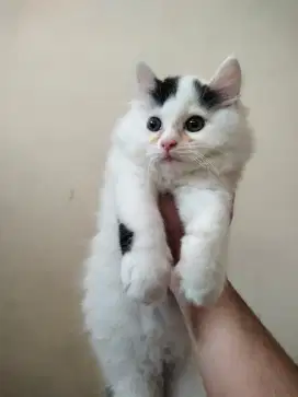 adopt kucing kitten