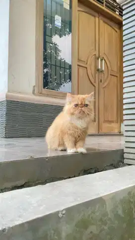 Kucing persia peaknose kitten