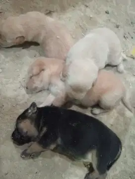 Anjing kampung yg ini beda lho!