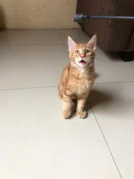 kucing mainecoon