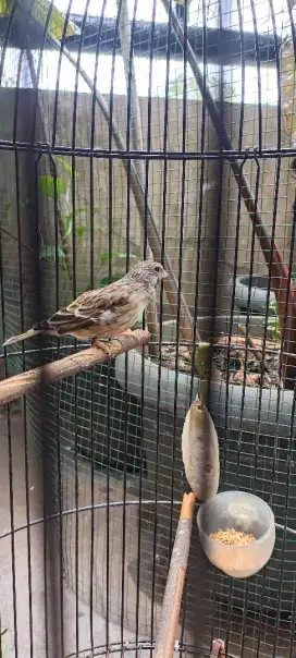 Burung Blackthroat