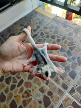 SUGAR GLIDER MOZAIK