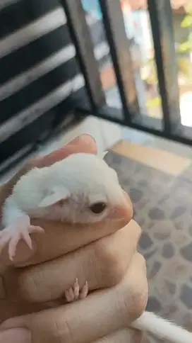 SUGAR GLIDER RED EYES