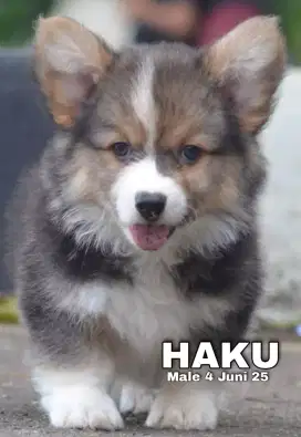 Corgi longhair jantan •HAKU•