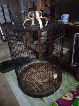 Kandang murai  no 1 layak pakai