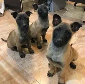 Anjing belgian malinois