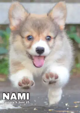 Corgi longhair betina •NAMI•