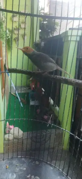 Burung prenjak atas / klawu