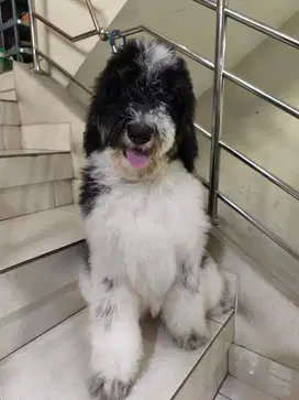 Ready giant poodle