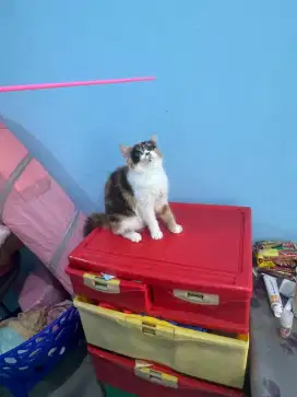 kucing kitten british shorthair ss betina sudah vaksin