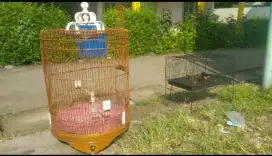Di jual murai medan