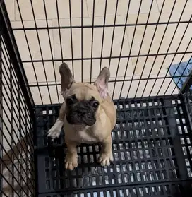 Frenchbulldog puppy