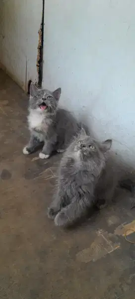 Anakan BSH X Persia, betina usia 2,5 bulan