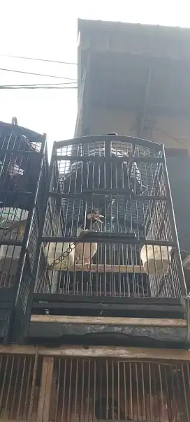 Jalak suren gacor