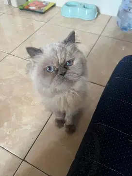 LEPAS ADOPT HIMALAYA PERSIAN