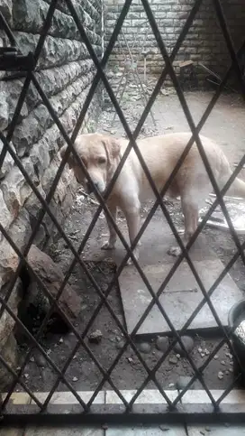 LABRADOR RETRIEVER