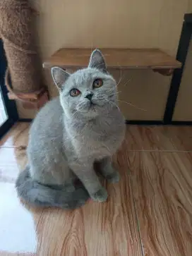BRITISH SHORTHAIR