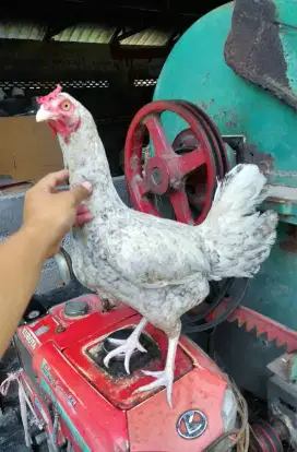 Ayam pelung Betina  (Babon)