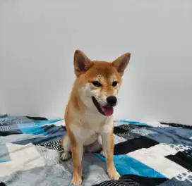 Shiba Inu Bloodline Japan – Pinter, Sudah STB & Vaksin – Rp5 Juta