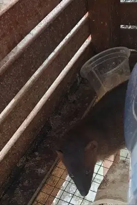 baby garangann bos