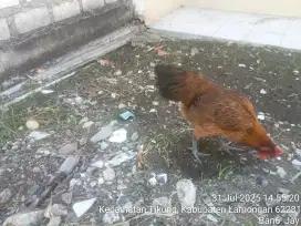 Ayam pelung sepasang