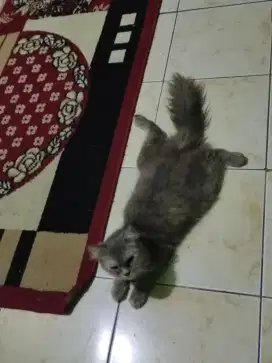 Di mahar persia mix flatnose