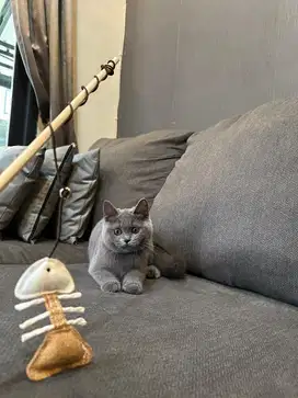 Kucing british shorthair BSH blue