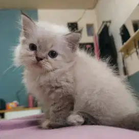 Kitten Ragdoll Jantan