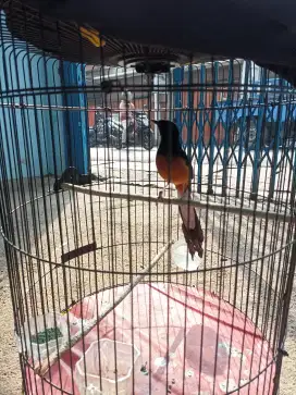 Murai baru pastol