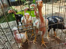 Dijual ayam bangkok