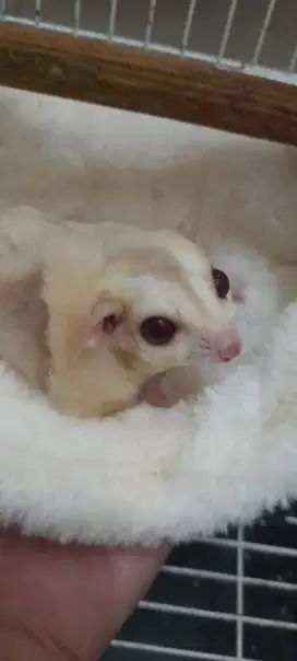 Sugar glider creamino