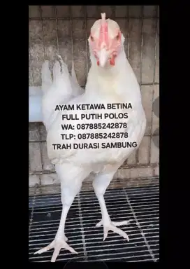 AYAM KETAWA DURASI SAMBUNG BETINA WARNA PUTIH POLOS