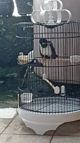 Jalak suren makan kering sdah bunyi