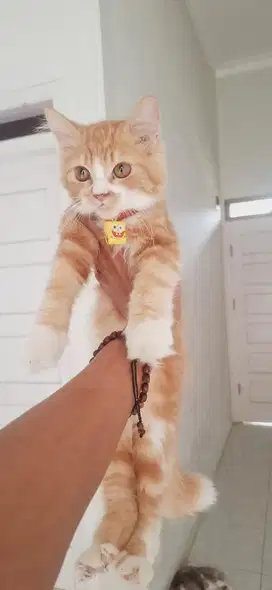 LEPAS ADOPT KUCING SESUAI FOTO