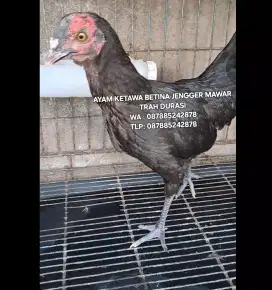 AYAM KETAWA BETINA JENGGER MAWAR TRAH DURASI UNIK LANGKA