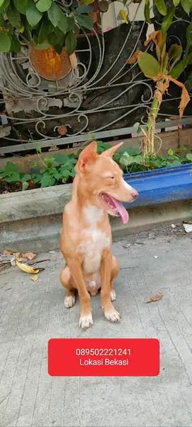 PITBULL KAMPUNG
