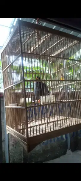 Bismillah di jual burung jalak kebo/kerak omas+sangkar