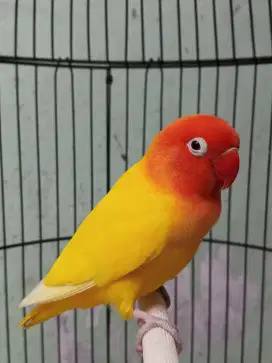 Burung Lovebird Lutino