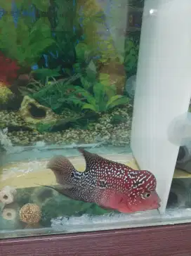 Ikan Hias Louhan Red Kamfa - Sesuai Foto