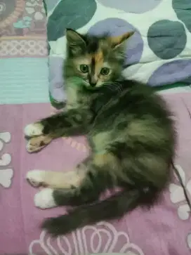 Adopsi kucing berbayar