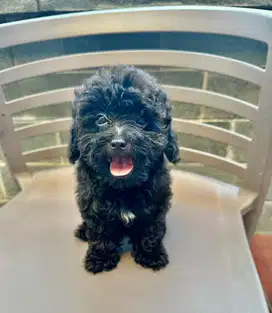 Jual Black Toy Poodle