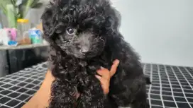 Dijual Anak anjing Poodle