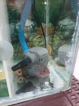 Ikan Hias Louhan Red Kamfa