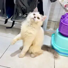 Kucing Persia junior long hair cakep