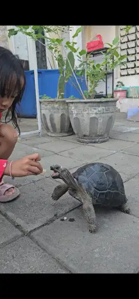Kura kura aldabra