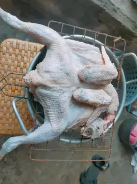 Karkas ayam kampung