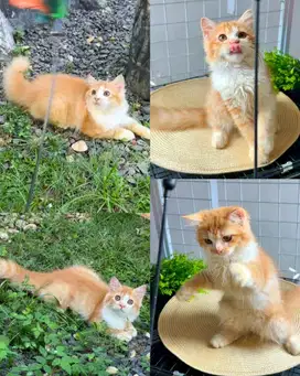 Kucing Persia kitten betina cantik