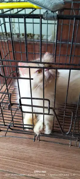 Peaknose betina