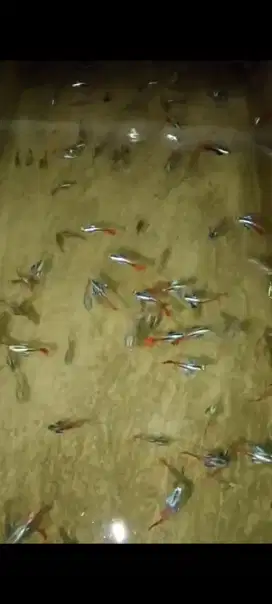 Guppy prtde usia remaja perpair 20rb